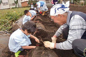 園外保育・お芋掘り8